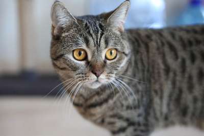 Кот Глаза 猫 小猫 动物 宠物 眼睛 狮子 基蒂
