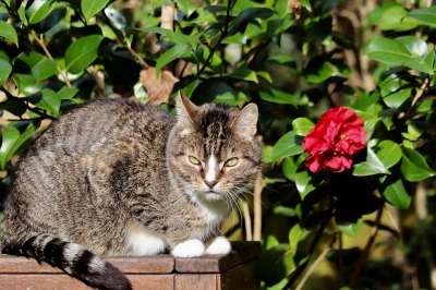 猫 宿醉 鲭鱼 家畜 家猫 猫脸 猫眼
