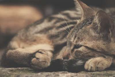 猫 睡眠 宠物