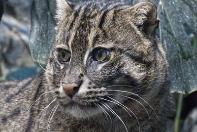 猫 钓鱼猫 动物园 打猎 捕食者 动物 稀有的 潜伏 野生动物