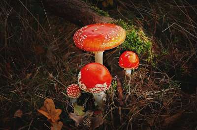毒菌 森林 自然 有毒 红色的 蘑菇 落下 苔藓 森林地面