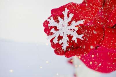 冬天 圣诞节 雪花 保持 红色的 下雪 雪 白色的 季节 空白