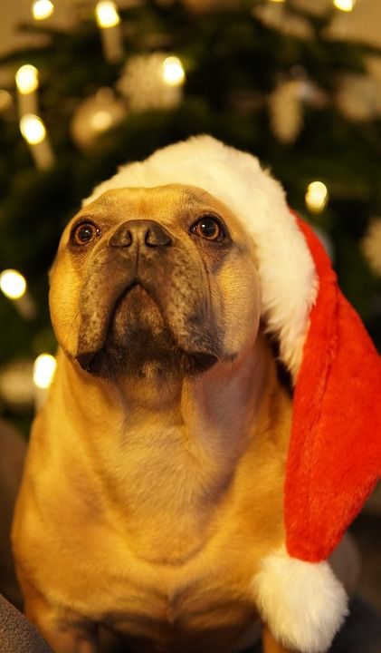 狗 法国斗牛犬 圣诞节 节日快乐 疲惫 闭着眼睛 圣诞老人的帽子