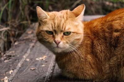 猫 猫脸 家畜 家猫 野生动物 猫眼 动物 Katzenkopf