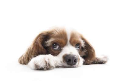 骑士国王查理斯横 狗 小狗 宠物 动物 年轻的狗 家犬 犬类