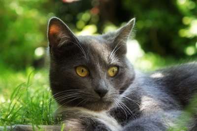 猫咪 灰色的 可爱 动物 草 夏天 小猫 甜的 宠物 花园
