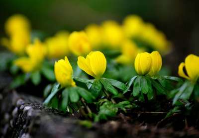 越冬者 大器晚成 冬天 黄色 花园 花 开花 春天的预兆 季节