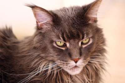 猫 缅因浣熊 看 家猫 纯种 雄猫 蓝色 灰色的 胡子 可爱的