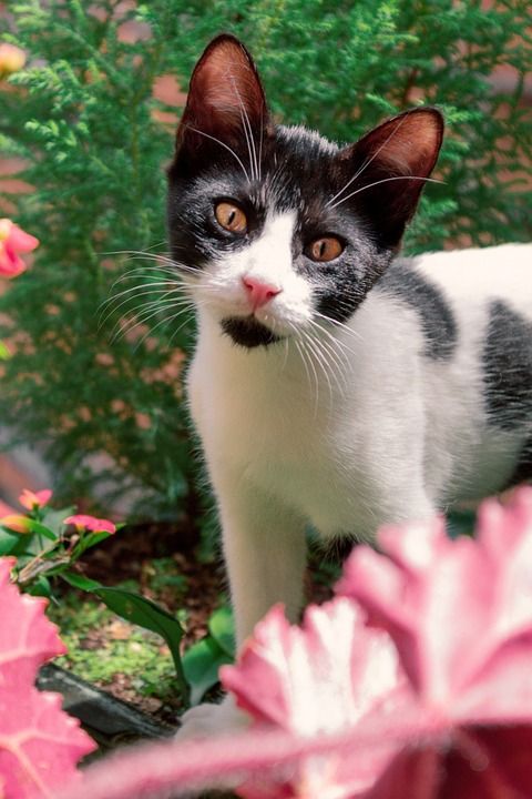 猫 动物 猫科动物 自然 国内的猫 国内动物 户外