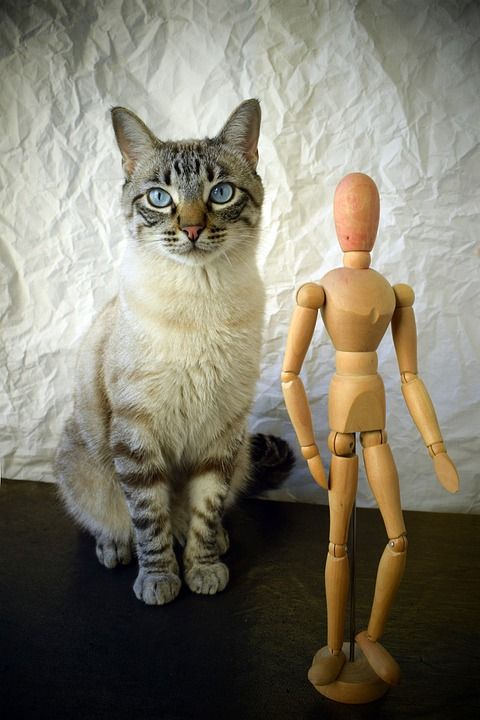 猫 吉祥物 动物 休息 看 猫科动物 艺术 蓝色外观 猫看