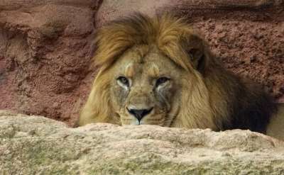 狮子 鬃毛 头 捕食者 大猫 王
