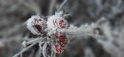 玫瑰果 冬天 霜 冰晶体 自然 种子 特写 我的节日季 荷兰