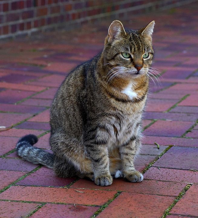 猫 女性 家猫 猫脸 肖像 可爱的 头 动物 家畜 细心