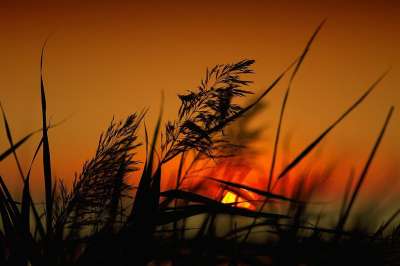 日落 黎明 天 S 性质 剪影 天堂 景观 夏天