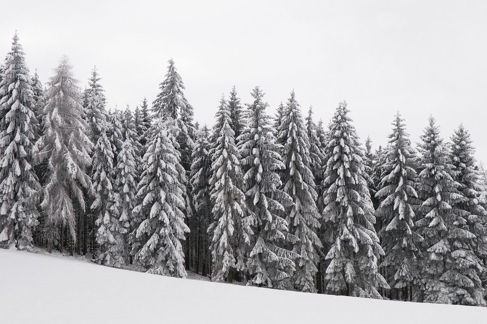 森林, 冬季景观, 下雪的, 冬季魔法, 树木