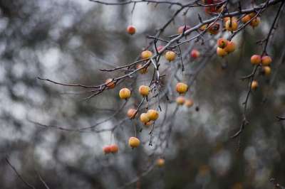 秋天 苹果 水果 性质 树 花园 红色的 在秋天 维生素 健康