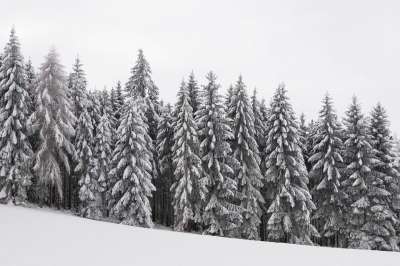 森林 冬季景观 下雪的 冬季魔法 树木