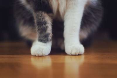 猫 宠物 动物 毛皮 爪子