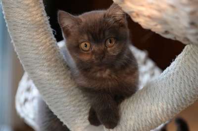 猫 猫宝宝 小猫 猫脸 猫肖像 俏皮的 猫孩子 幼兽 可爱的