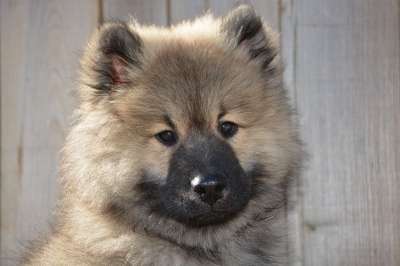 狗 狗Eurasier 年轻的狗 狗的奥拉夫-蓝色 小狗 狗公司