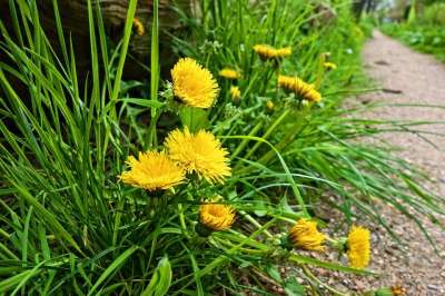 蒲公英 花 植物 开花 草本植物 药用 食物 营养 绿色食品