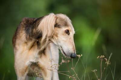狗 宠物 波斯猎犬 毛茸茸 自然 猎狗 波斯的狗