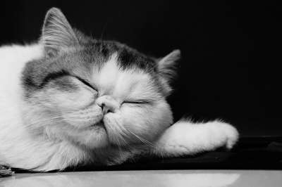 猫 异国情调 短发 宠物 猫科动物 灰猫 灰色的宠物