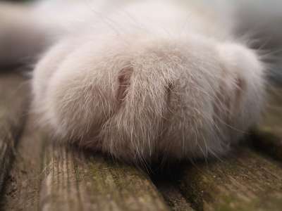 猫 爪子 家畜