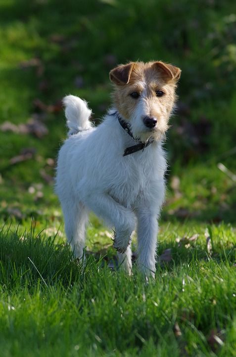 猎狐犬 狗 宠物 动物 母狗 国内的 犬类 草地 户外