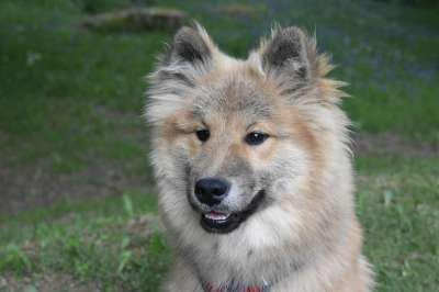 狗 狗Eurasier 犬类 田园诗般的欧亚大陆 伴侣犬 欧洲德国品种