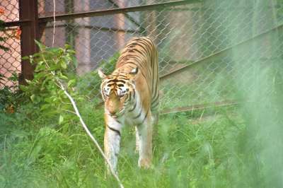 老虎 动物 动物园 大猫 条纹 猫科动物 哺乳动物 草 草地