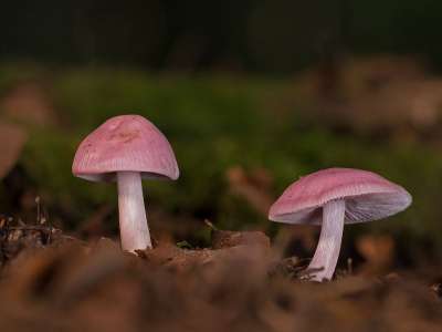 蘑菇 小蘑菇 海绵 落下 迷你蘑菇 木耳 森林蘑菇 屏幕真菌