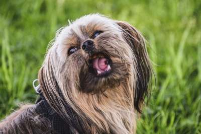 狗 梗犬 约克郡 嚼 吃下去 咬 国内动物 可爱的