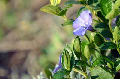 梅腾 春天 蓝色 鲜花 在绽放 工厂的毯子 花 性质 花园