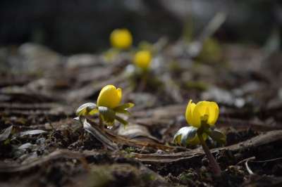 Eranthis Hyemalis 塔洛文 盛开 花 花朵 自然