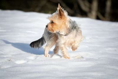狗 约克夏犬 约克夏 雪 冬天 自然 户外 小的 纯种狗