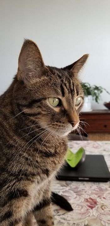 猫 虎斑猫 棕色 眼睛 老虎 棕色的老虎