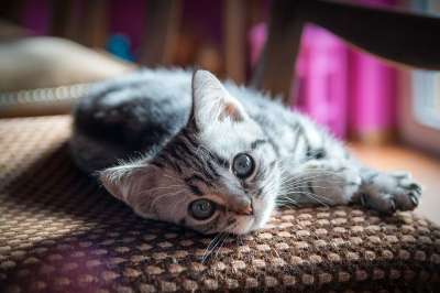 小猫 英国短毛猫 家畜 可爱的 猫 家猫 猫孩子 宿醉 幼兽