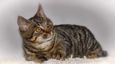 猫 家畜 动物 家猫 肖像 猫眼 猫脸 关闭 鲭鱼 小猫