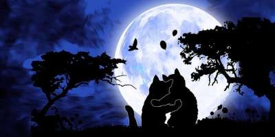 猫 宠物 动物 基蒂 小猫 月亮 夜晚 天空 满月 月光