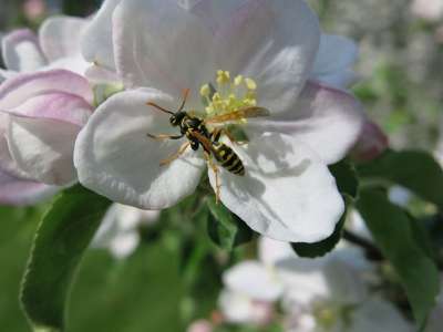 黄蜂 老虎 昆虫 苹果 开花 盛开 春天 特写