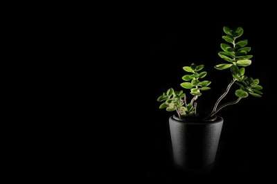 花 植物 兰花 自然 春天 绿色 百合花 光 黑色的 灯光
