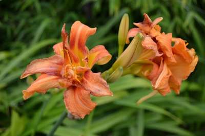 黄花菜 橙色的 虎百合 特写 老虎黄花菜 花园 目睹 花