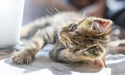 小猫 猫 可爱的 宠物 动物 基蒂 国内的 年轻 毛皮 肖像