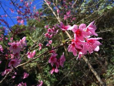 花 美丽的 樱井的。 粉色的 自然 丰富多彩的 泰国 清莱