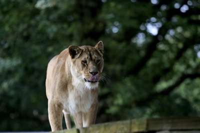 母狮 狮子 野生动物 捕食者 苹果浏览器 猫科动物 猫 野生猫