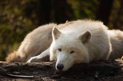 狼 狗 犬类 白狼 野狗 野生动物 荒野 自然 森林 动物世界