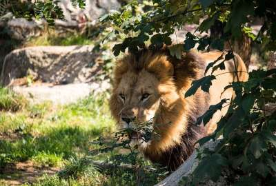 狮子 捕食者 大猫 野生动物 动物 哺乳动物 男性 危险的 非洲