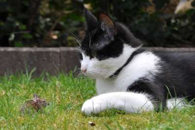 猫 鼠 动物 细心 抓 打猎