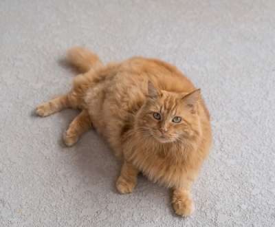 猫 橙色的 蓬松的 绿眼睛 国内的 宠物 动物 猫科动物 可爱的